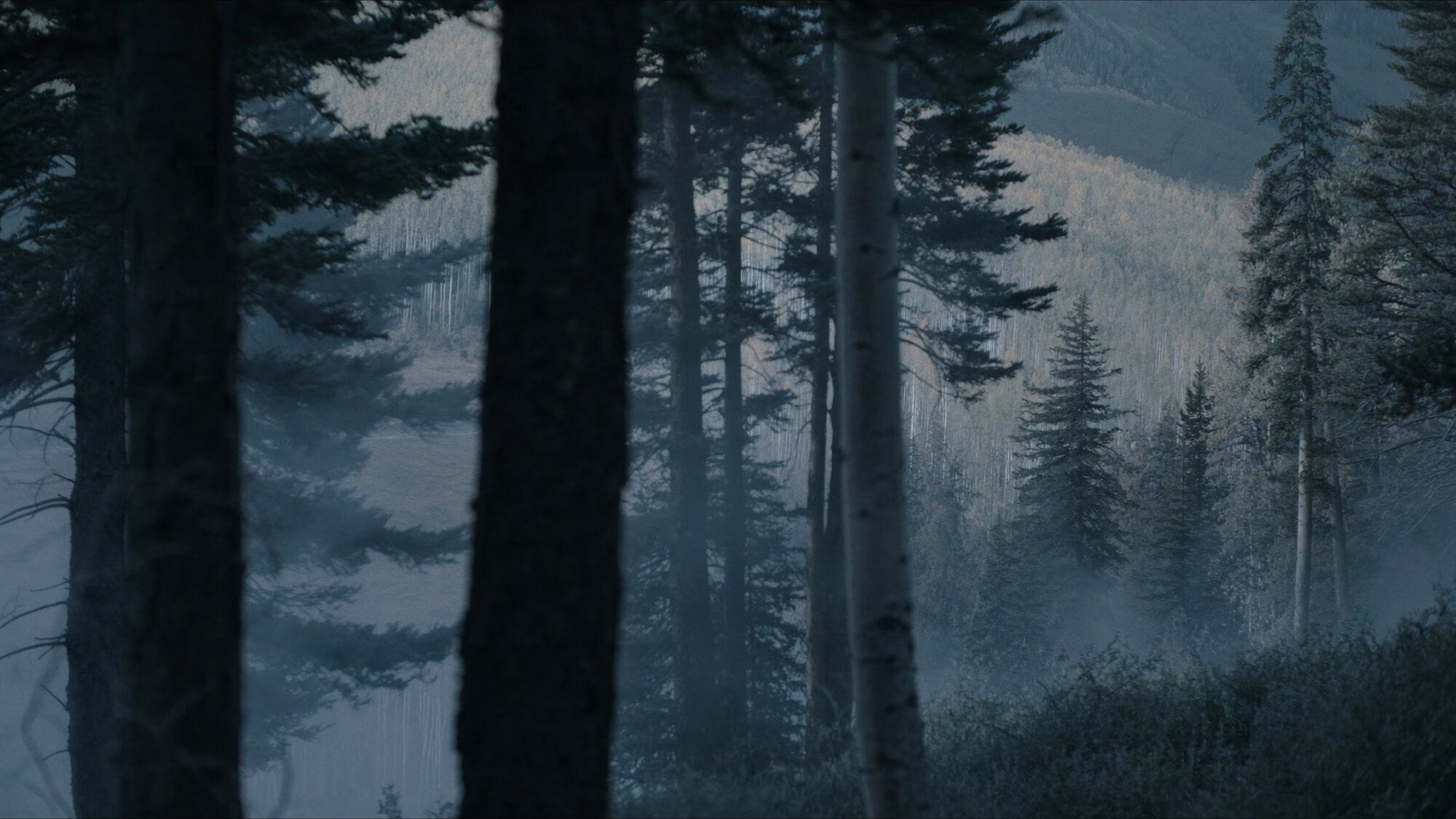 Pine and aspen forest in soft morning fog